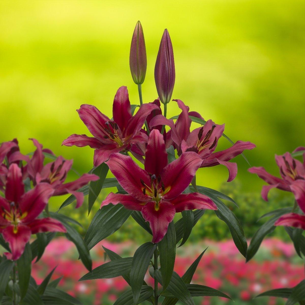 Lily Bacca - Ot Hybrid 18/20 | Leo Berbee Bulb Company
